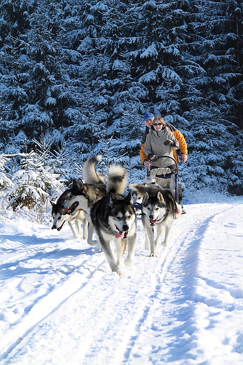 Malamuts in Ödwang