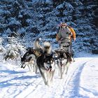 Malamuts in Ödwang