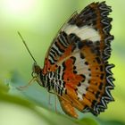 Malay Lacewing (Cethosia hypsia hypsina)