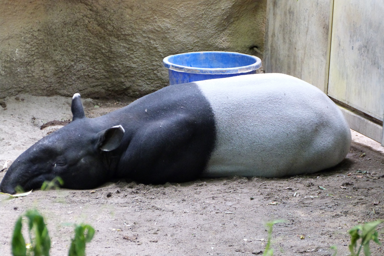 Malayan Tapir_Zoo Rotterdam Blijdorp