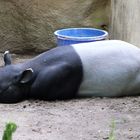 Malayan Tapir_Zoo Rotterdam Blijdorp