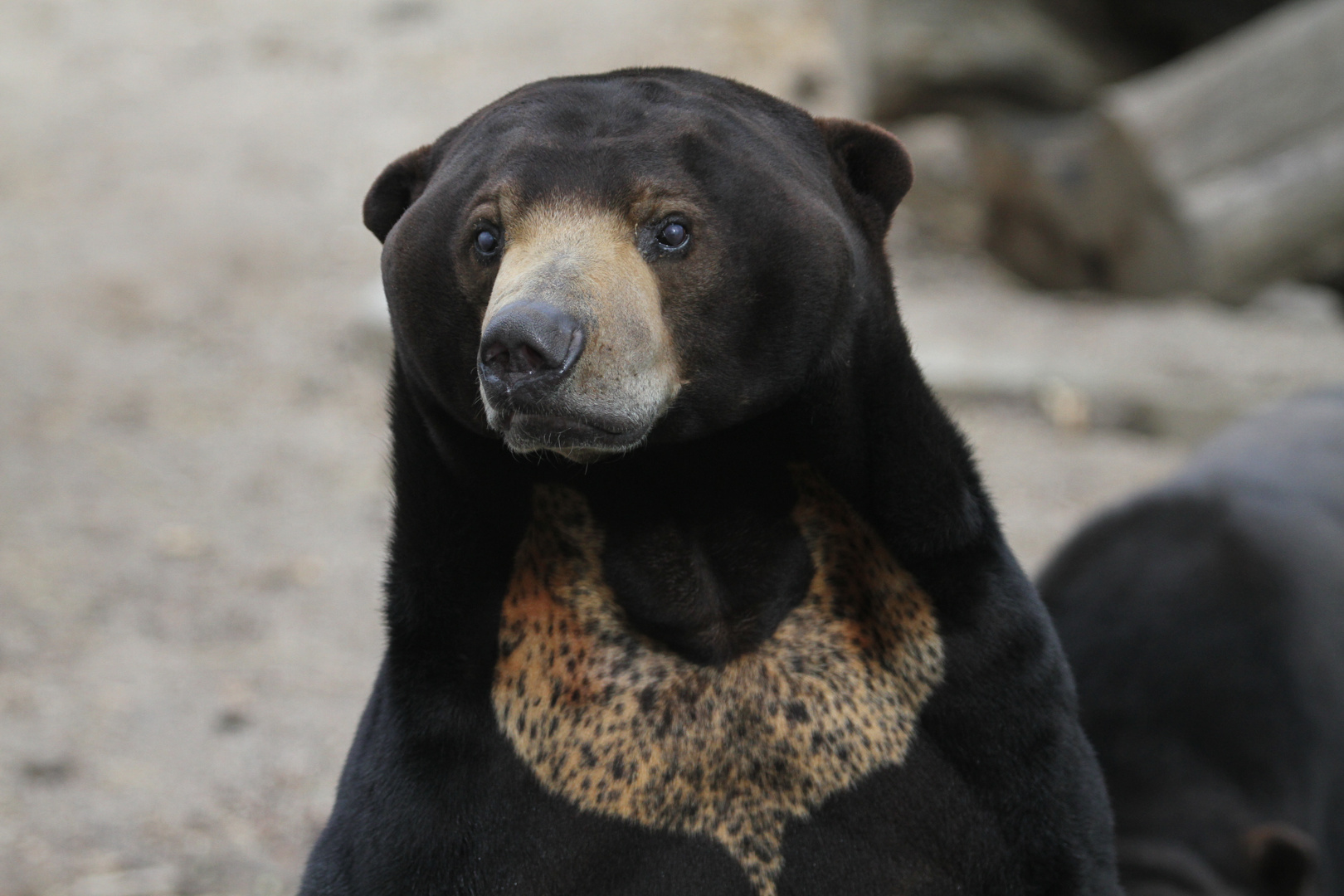 Malayanbär im Zoo Madrid