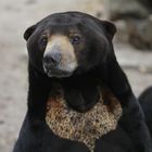 Malayanbär im Zoo Madrid