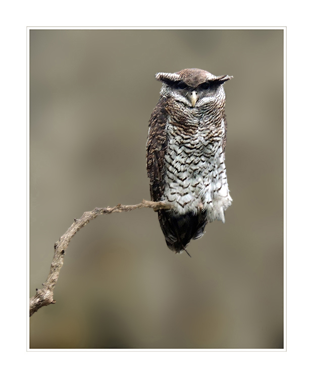 Malayen-Uhu (Sumatra-Uhu) - Bubo sumatranus