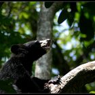 Malayian Black Bear, Khouang Si, Laos