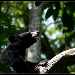 Malayian Black Bear, Khouang Si, Laos