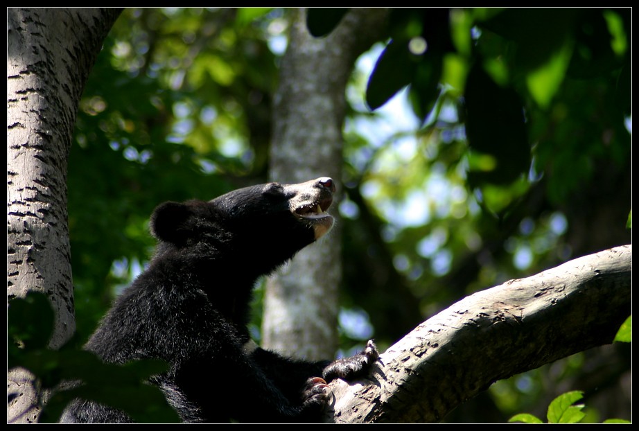 Malayian Black Bear, Khouang Si, Laos