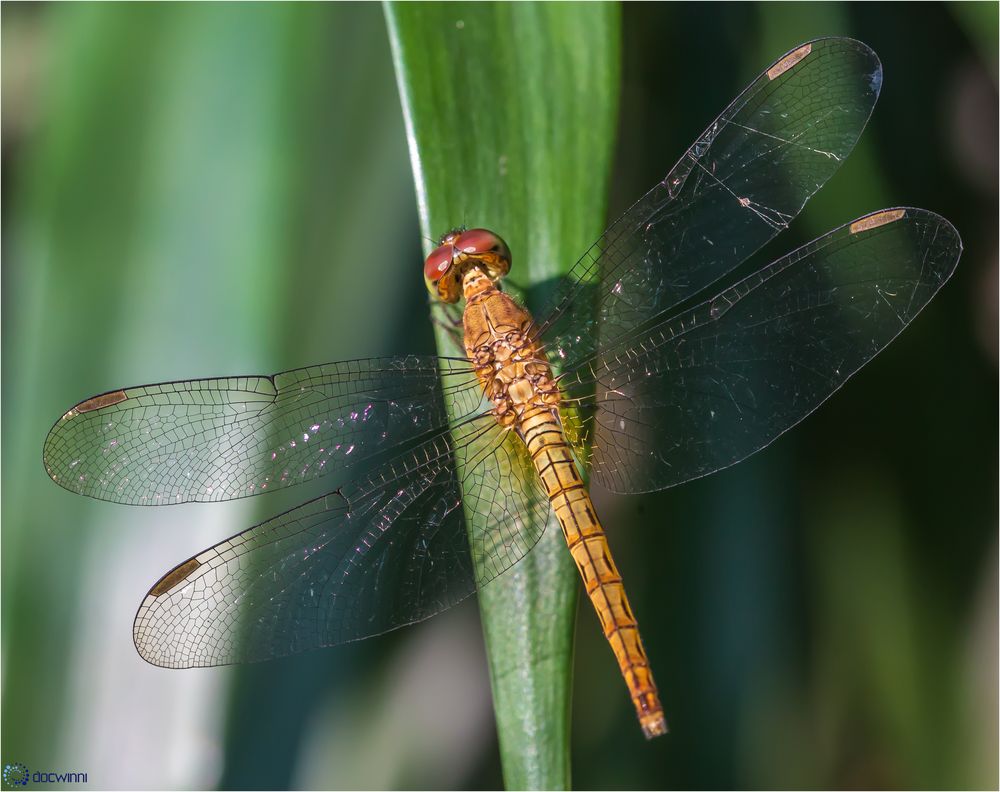 Malayische Segellibelle