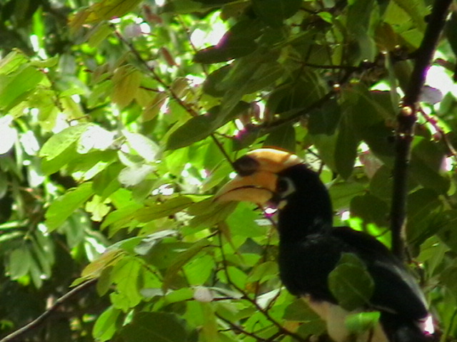 Malaysia 2011 Nashornvogel