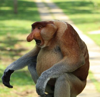 Malaysia, Borneo (2022), Nasenaffe