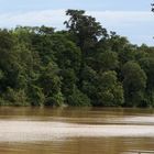 Malaysia / Borneo im Dschungel am Fluss Kinabatangan