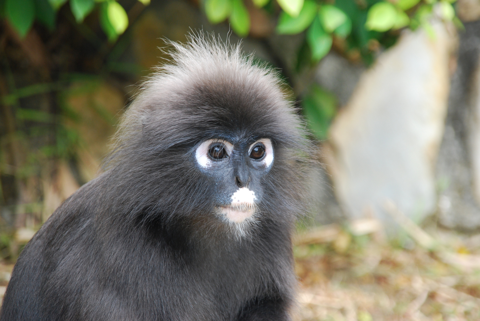 Malaysia Brillenlangur auf Langkawi