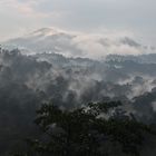 Malaysia Cameron Highlands