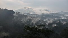 Malaysia Cameron Highlands