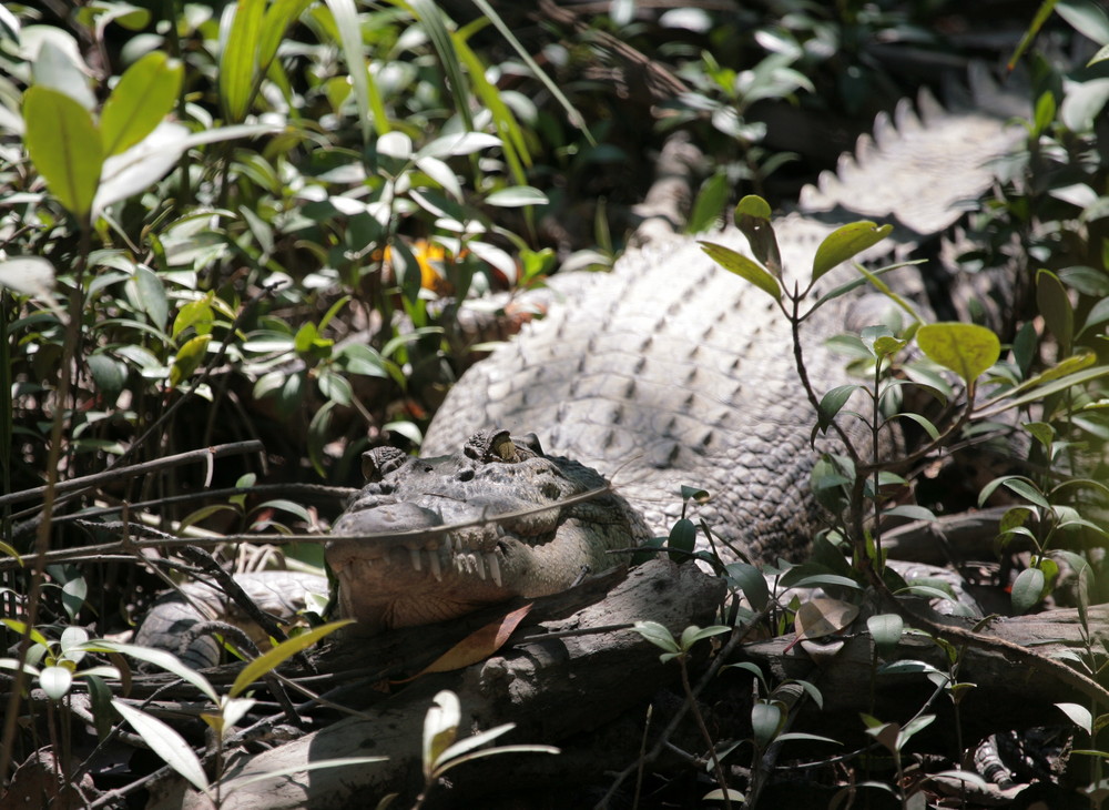 Malaysia - Krokodil in den Mangroven