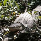 Malaysia - Krokodil in den Mangroven