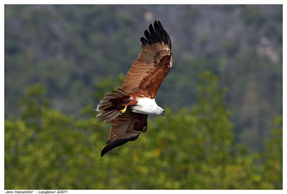 Malaysia - Seeadler