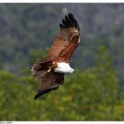 Malaysia - Seeadler