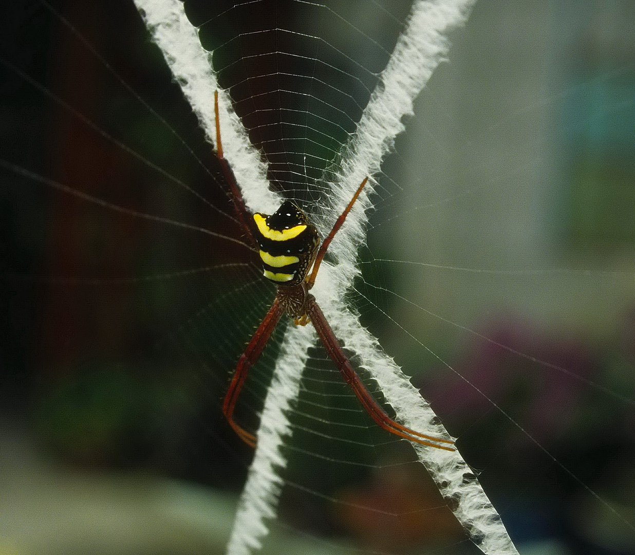 Malaysia Wespenspinne