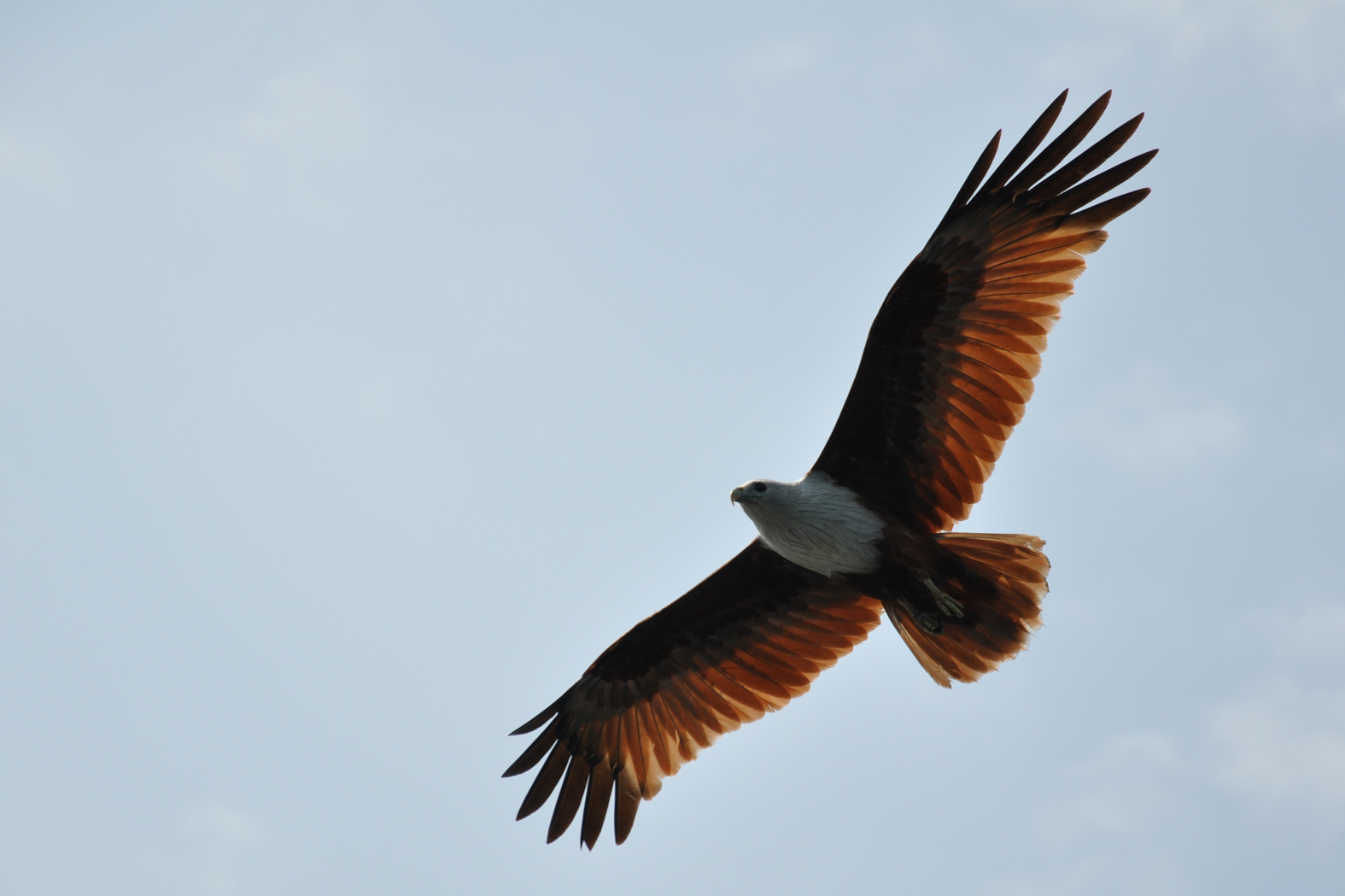 malaysian eagle