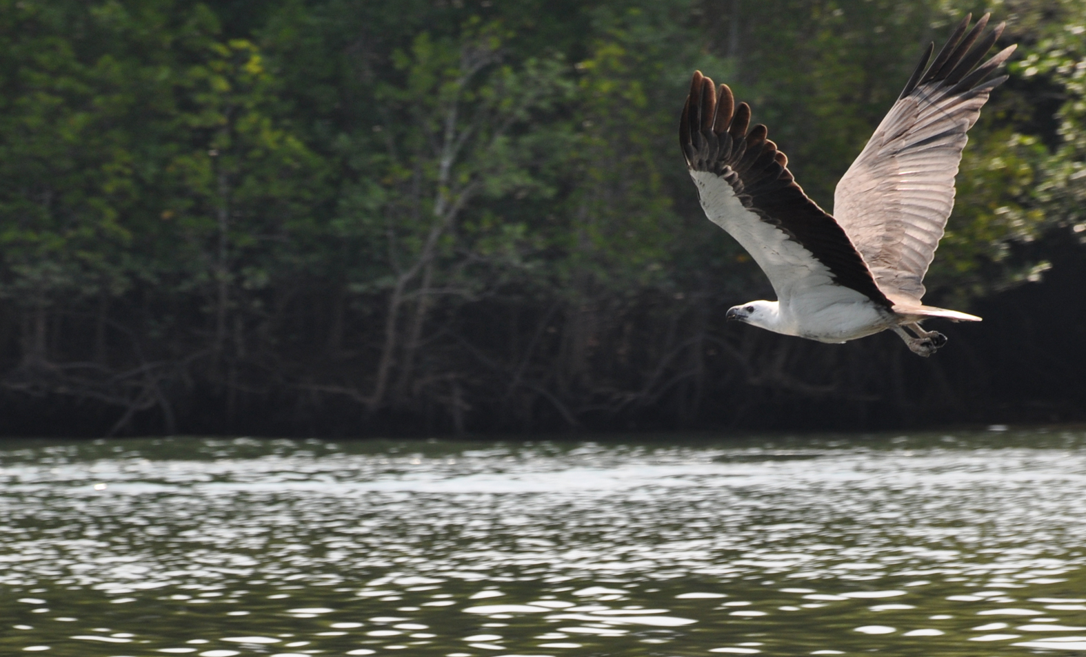 Malaysian eagle_2