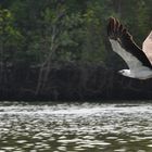 Malaysian eagle_2