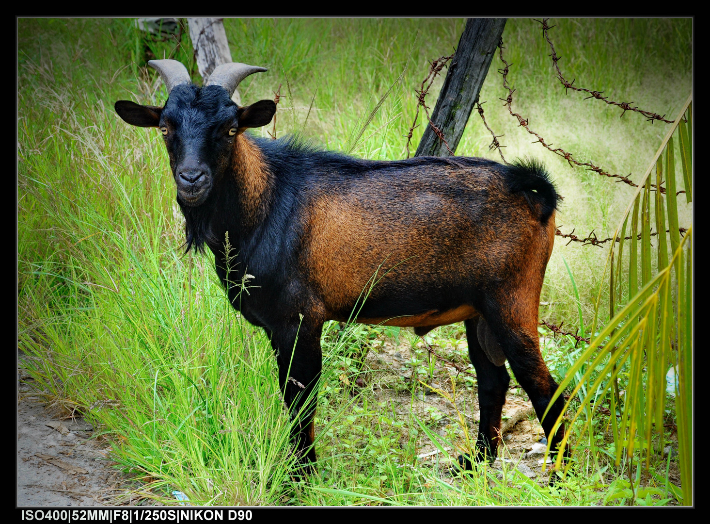 Malaysian Goat