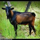 Malaysian Goat
