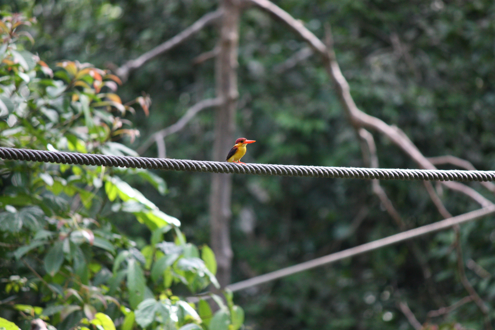 Malaysian Kingfisher