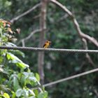 Malaysian Kingfisher