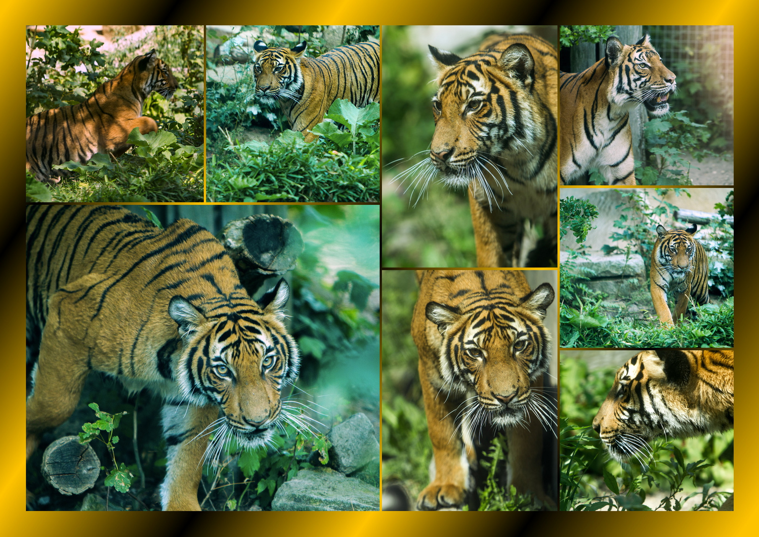 Malaysische Tiger