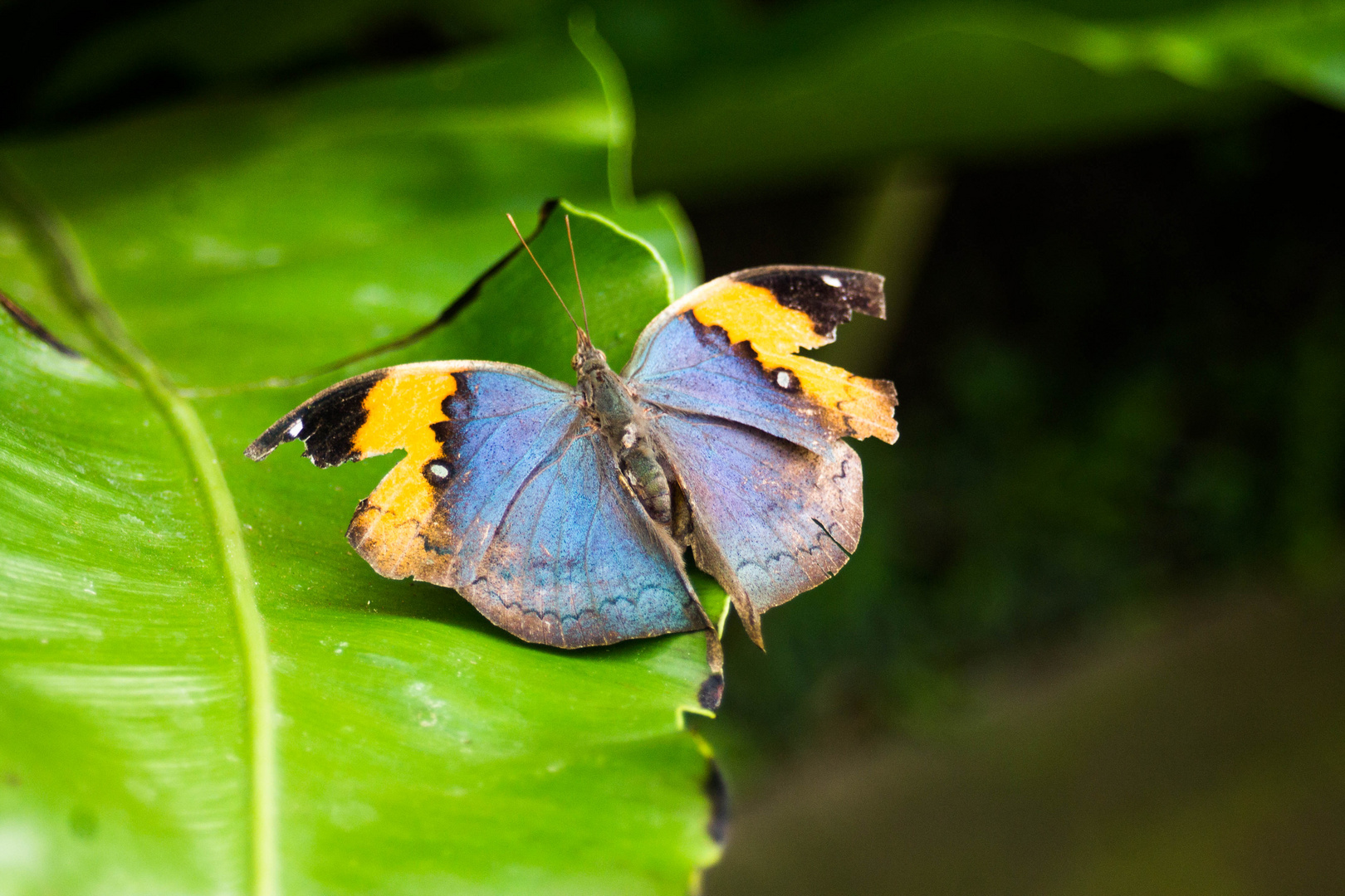 Malaysischer Blattschmetterling 