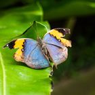 Malaysischer Blattschmetterling 