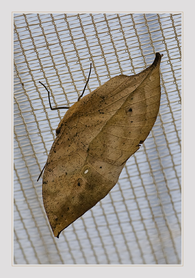 Malaysischer Blattschmetterling (Kallima paralekta)