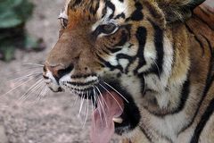 Malaysischer Tiger