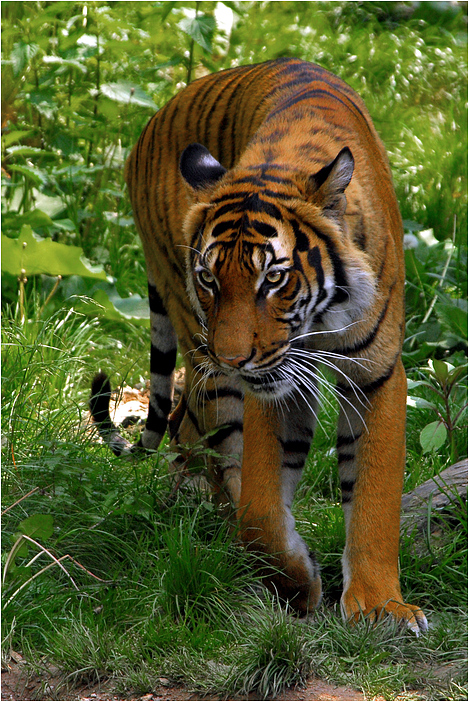 Malaysischer Tiger