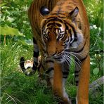 Malaysischer Tiger