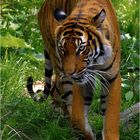 Malaysischer Tiger
