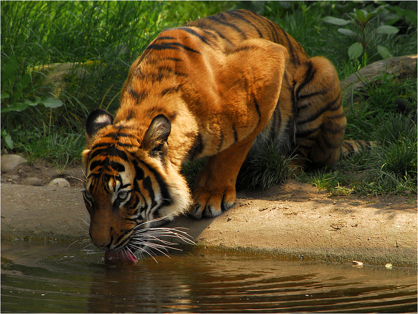 Malaysischer Tiger ll