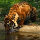 Malaysischer Tiger ll