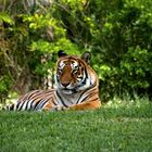 Malaysischer Tiger (Panthera tigris jacksoni)