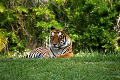Malaysischer Tiger (Panthera tigris jacksoni)