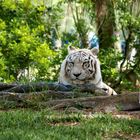 Malaysischer Tiger - weiss (Panthera tigris jacksoni)