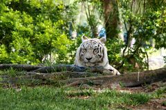 Malaysischer Tiger - weiss (Panthera tigris jacksoni)