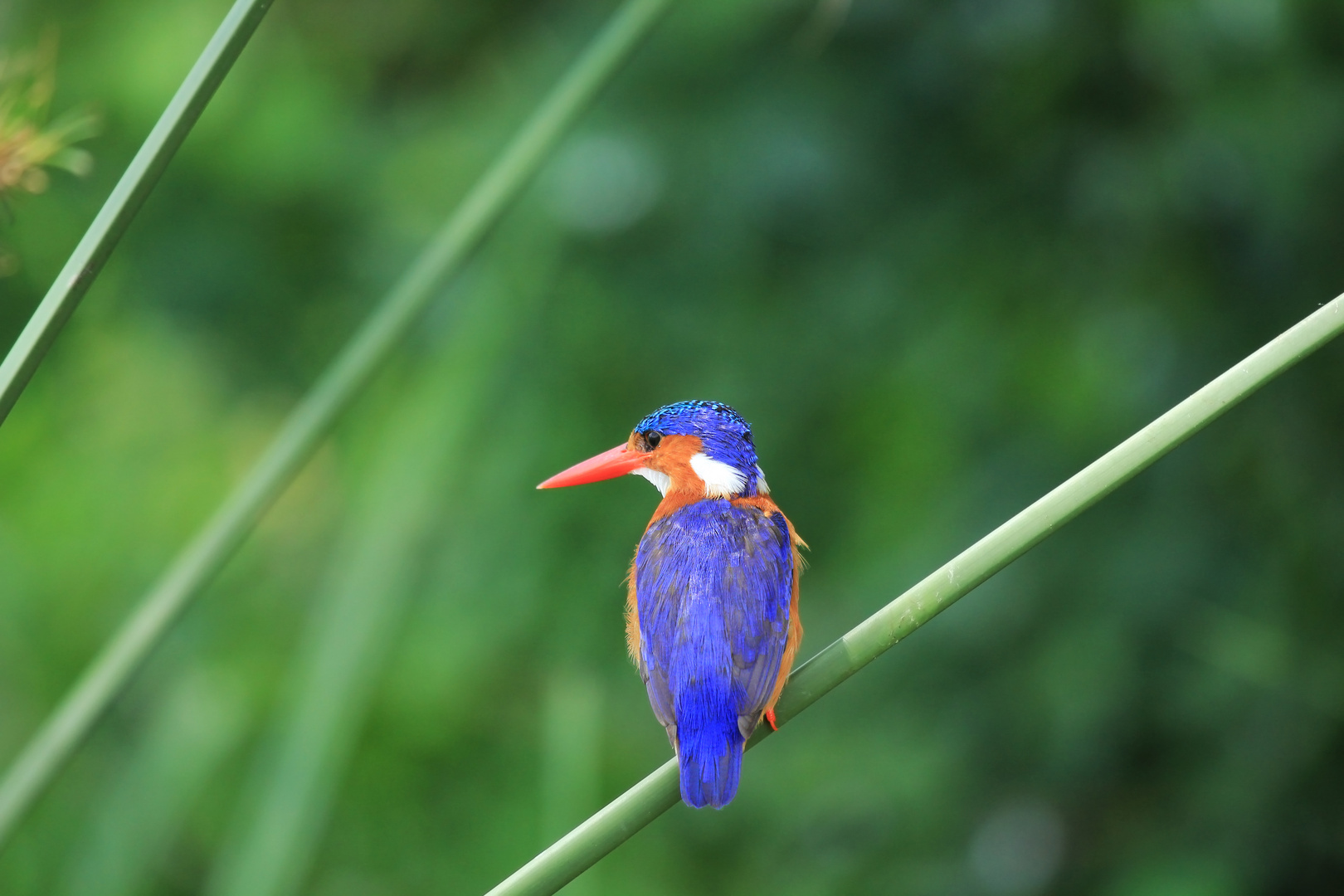 Malchit Kingfisher