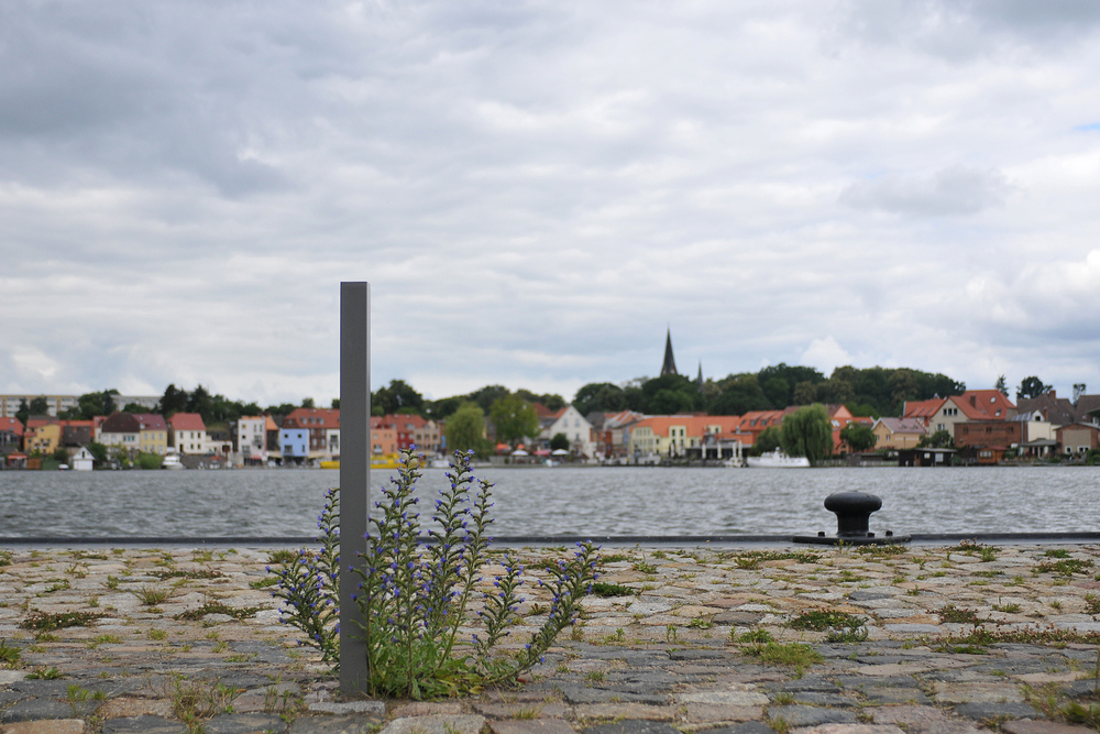 Malchow – Natterkopfstütze