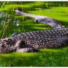 Malcolm Douglas Crocodile Park