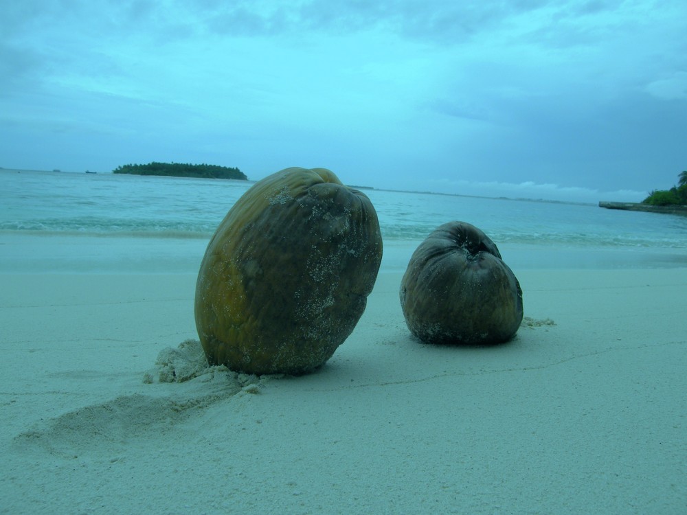 MALDIVE 2008 - COCCO BELLO - BANDOS