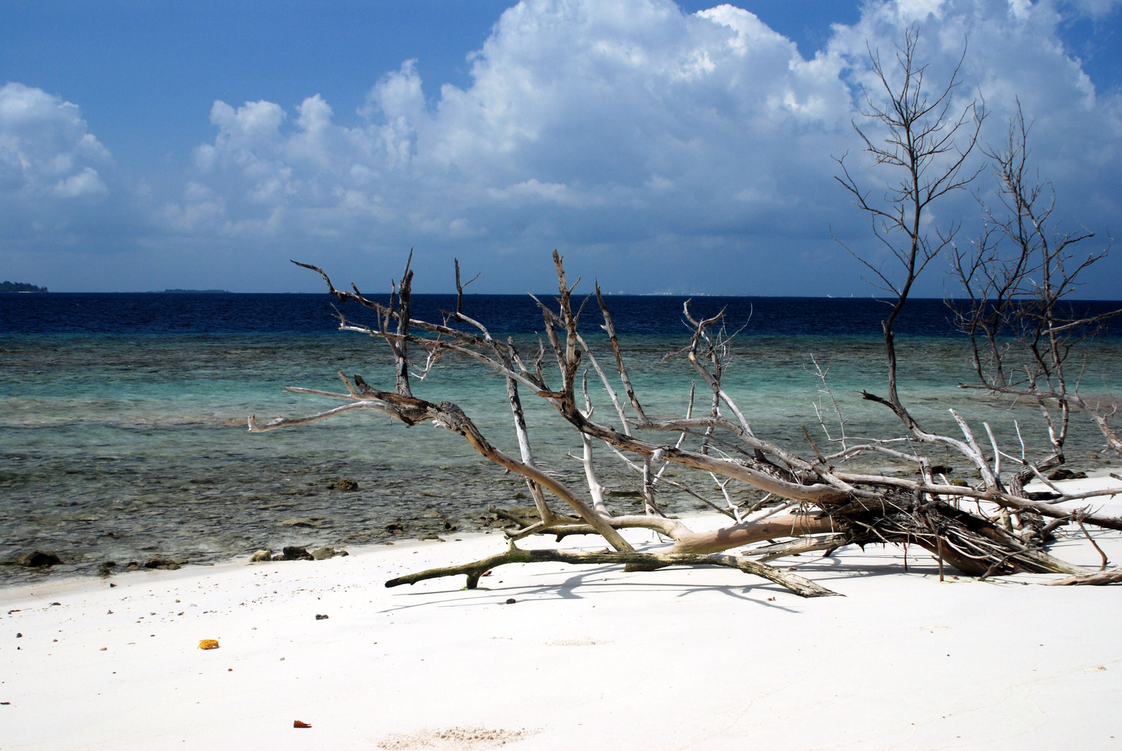 Maldive