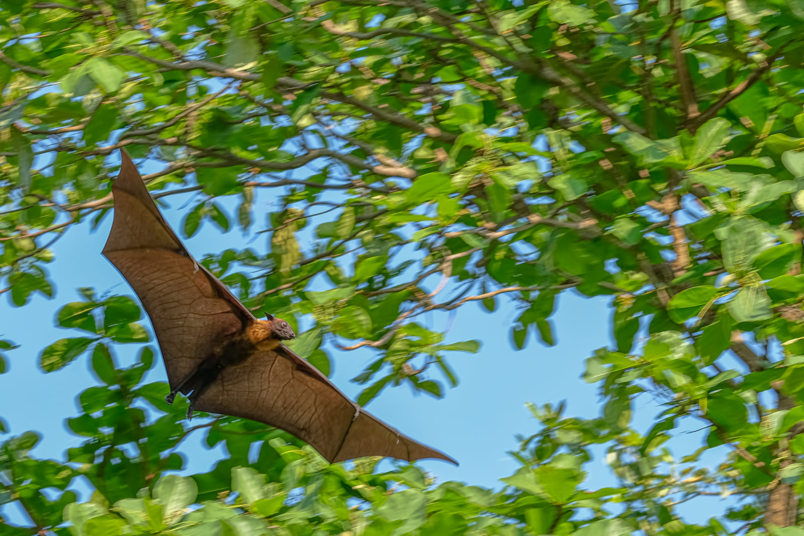 Maldives Bat Foto & Bild | animals, pets & farm animals, birds Bilder